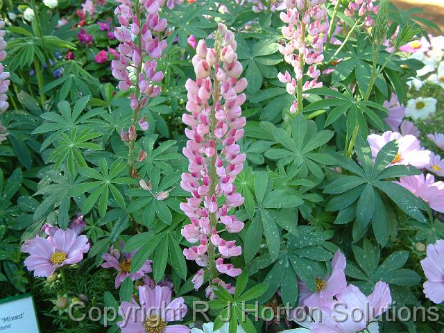 Lupins Russell_2